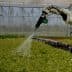 Robotic arm spraying water on lettuce plants in a greenhouse environment. - Olive Oil Times