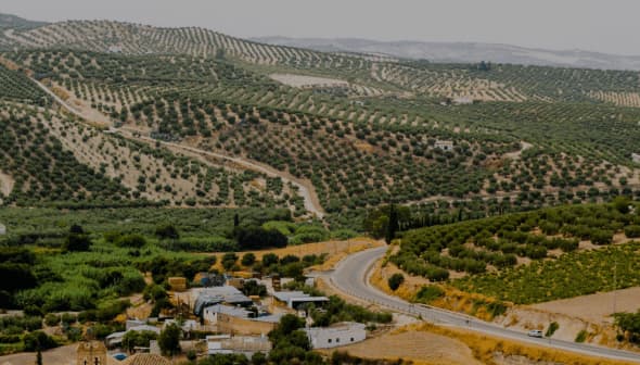 Aerial view of olive groves and a winding road in Baena, Spain, with scattered buildings. - Olive Oil Times