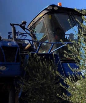 Blue olive harvesting machine working among olive trees in a field. - Olive Oil Times