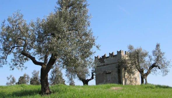 Olive trees surrounding a stone structure on a grassy hill under a clear blue sky. - Olive Oil Times