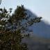 Close-up of an olive tree branch with a mountain in the background. - Olive Oil Times