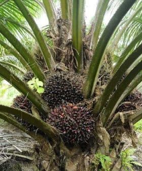 Oil palm tree displaying clusters of ripe fruit at its base among green fronds. - Olive Oil Times