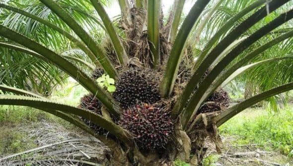 Oil palm tree displaying clusters of ripe fruit at its base among green fronds. - Olive Oil Times