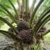 Oil palm tree displaying clusters of ripe fruit at its base among green fronds. - Olive Oil Times