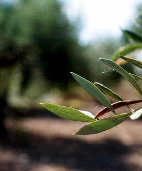 Close-up of an olive tree branch featuring green olives and elongated leaves. - Olive Oil Times