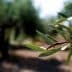 Close-up of an olive tree branch featuring green olives and elongated leaves. - Olive Oil Times