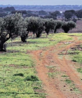 Dirt pathway winding through an olive grove with trees on either side. - Olive Oil Times