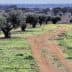 Dirt pathway winding through an olive grove with trees on either side. - Olive Oil Times