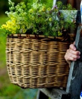 Elderly woman wearing traditional clothing and a headscarf, holding a basket of flowers. - Olive Oil Times