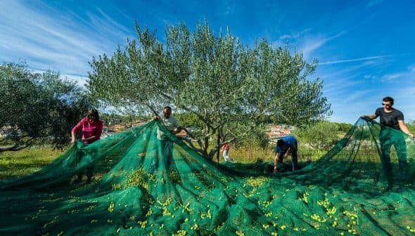 Group of people gathering olives using green nets in an olive grove under a blue sky. - Olive Oil Times