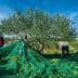 Group of people gathering olives using green nets in an olive grove under a blue sky. - Olive Oil Times