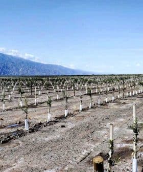 Rows of young grapevines supported by white stakes in a vineyard landscape. - Olive Oil Times