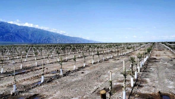 Rows of young grapevines supported by white stakes in a vineyard landscape. - Olive Oil Times