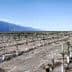 Rows of young grapevines supported by white stakes in a vineyard landscape. - Olive Oil Times