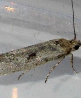 A gray moth with a slender body and long antennae resting on a clear surface. - Olive Oil Times