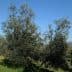 Two olive trees with silver-green leaves in a clear blue sky setting. - Olive Oil Times