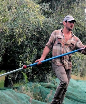 Man using a mechanical tool to harvest olives from trees in an olive grove. - Olive Oil Times