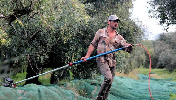Man using a mechanical tool to harvest olives from trees in an olive grove. - Olive Oil Times