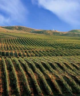 Expansive vineyard landscape featuring neatly arranged rows of grapevines on rolling hills. - Olive Oil Times
