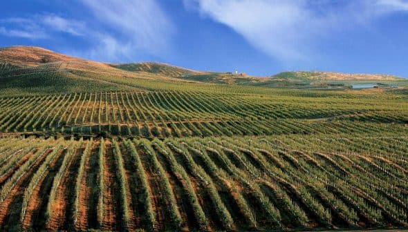 Expansive vineyard landscape featuring neatly arranged rows of grapevines on rolling hills. - Olive Oil Times