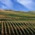 Expansive vineyard landscape featuring neatly arranged rows of grapevines on rolling hills. - Olive Oil Times