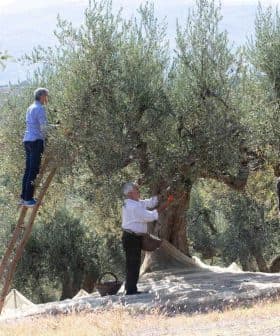 Three individuals harvesting olives from trees, one on a ladder and two on the ground with baskets. - Olive Oil Times