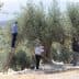 Three individuals harvesting olives from trees, one on a ladder and two on the ground with baskets. - Olive Oil Times