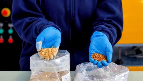 Individual wearing blue gloves holding two bags with different powdered substances in each hand. - Olive Oil Times