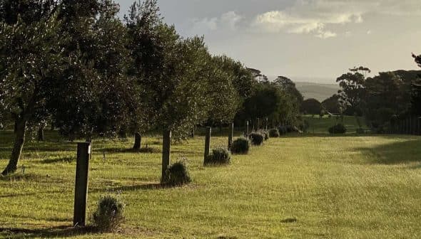 Row of olive trees and wooden posts in a grassy field under cloudy skies. - Olive Oil Times
