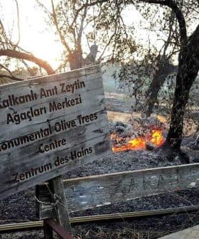 Wooden sign for the Monumental Olive Trees Centre near burning olive trees in a field. - Olive Oil Times