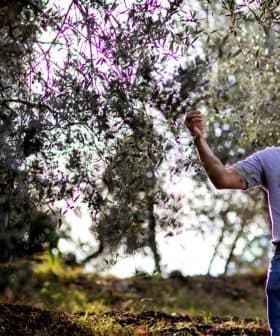 A man in a gray polo shirt inspecting olive tree branches in an olive grove. - Olive Oil Times