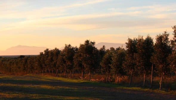 A row of olive trees lined up against a sunset sky with distant mountains in the background. - Olive Oil Times