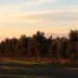 A row of olive trees lined up against a sunset sky with distant mountains in the background. - Olive Oil Times