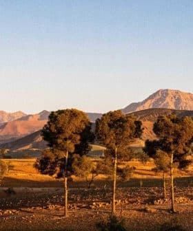 Row of trees in front of a mountain range under a clear sky during sunset. - Olive Oil Times