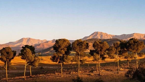 Row of trees in front of a mountain range under a clear sky during sunset. - Olive Oil Times