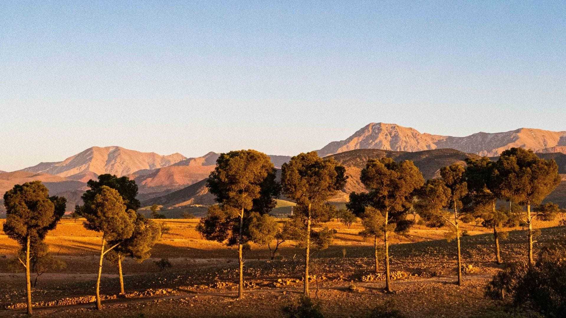 Row of trees in front of a mountain range under a clear sky during sunset. - Olive Oil Times