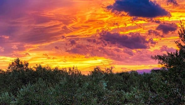 A vibrant sunset with orange and purple hues over a landscape of olive trees. - Olive Oil Times