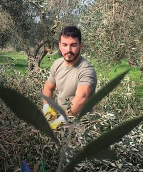 Man in a green shirt harvesting olives in a grove surrounded by olive trees. - Olive Oil Times