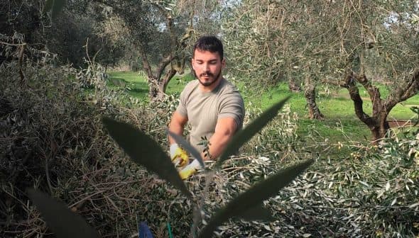 Man in a green shirt harvesting olives in a grove surrounded by olive trees. - Olive Oil Times