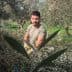 Man in a green shirt harvesting olives in a grove surrounded by olive trees. - Olive Oil Times