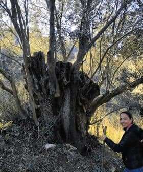 Individual standing beside a large, gnarled olive tree in a natural setting. - Olive Oil Times