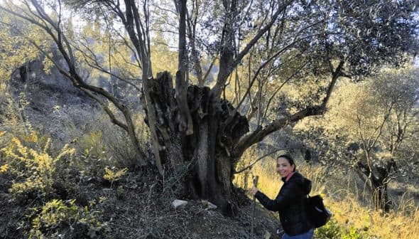 Individual standing beside a large, gnarled olive tree in a natural setting. - Olive Oil Times