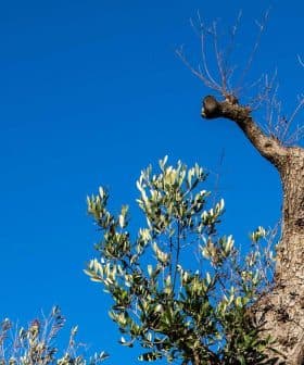 An olive tree with a twisted trunk and green leaves against a clear blue sky. - Olive Oil Times