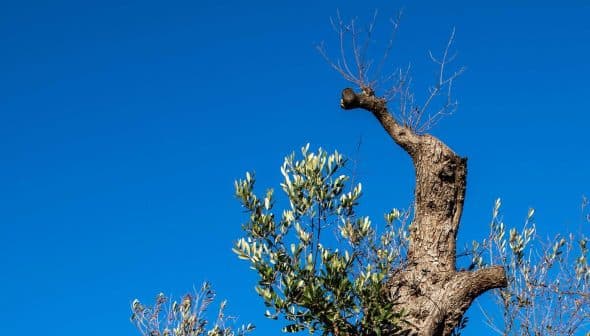 An olive tree with a twisted trunk and green leaves against a clear blue sky. - Olive Oil Times