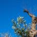 An olive tree with a twisted trunk and green leaves against a clear blue sky. - Olive Oil Times