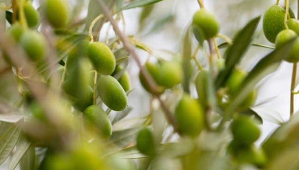 Cluster of green olive fruits growing on a branch with leaves. - Olive Oil Times