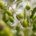 Cluster of green olive fruits growing on a branch with leaves. - Olive Oil Times