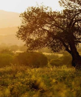 A solitary tree standing in a field during sunset with warm light illuminating the landscape. - Olive Oil Times
