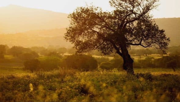 A solitary tree standing in a field during sunset with warm light illuminating the landscape. - Olive Oil Times