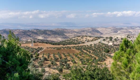 A panoramic view of an olive grove with rolling hills and distant mountains under a cloudy sky. - Olive Oil Times